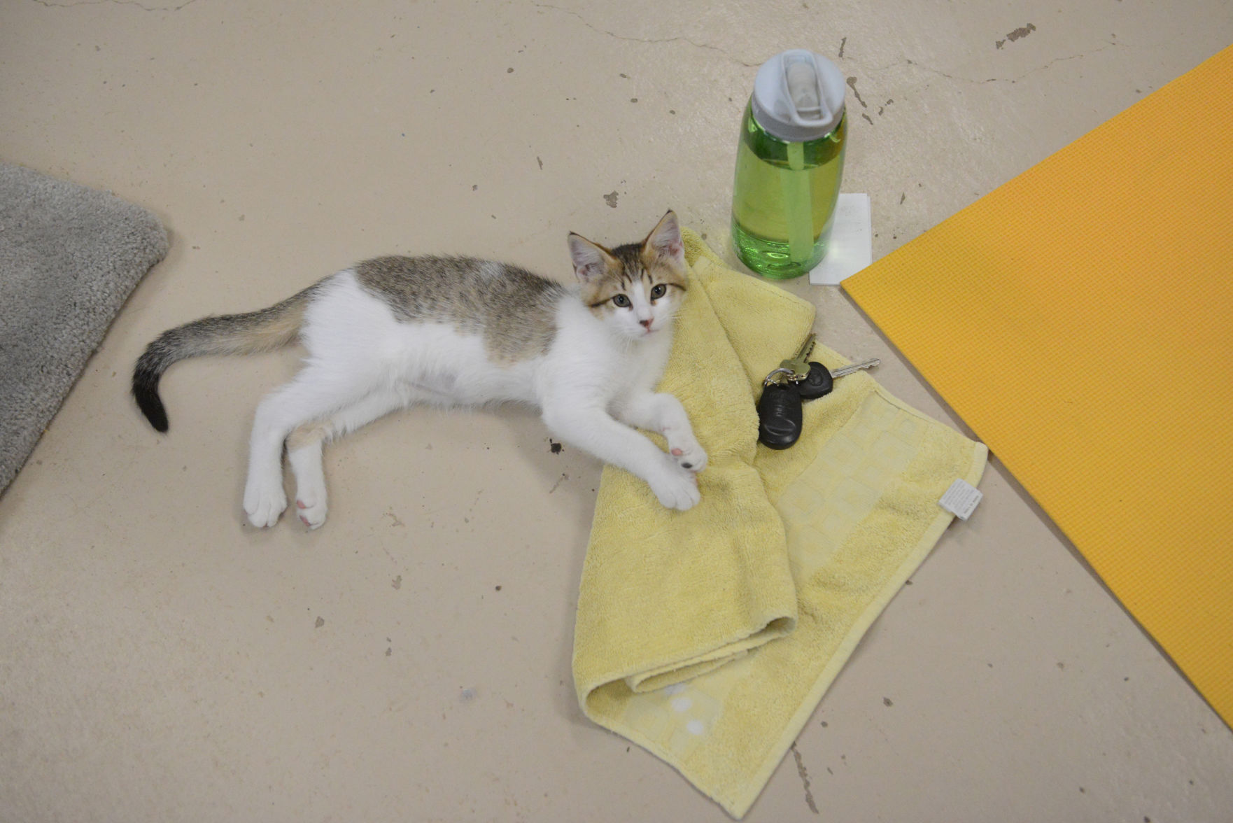 Cat Yoga at Aggieland Humane Society